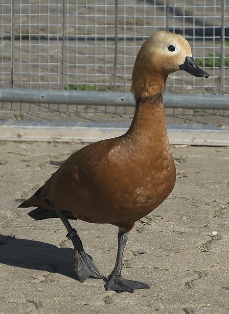 球与边路传